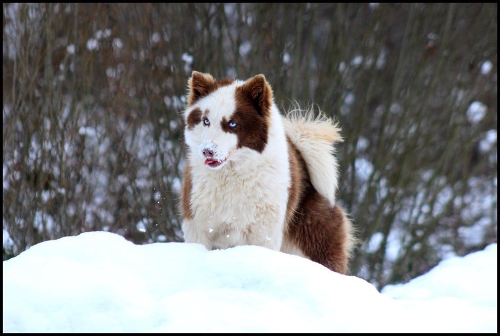 svobodnaya staya Opium divine