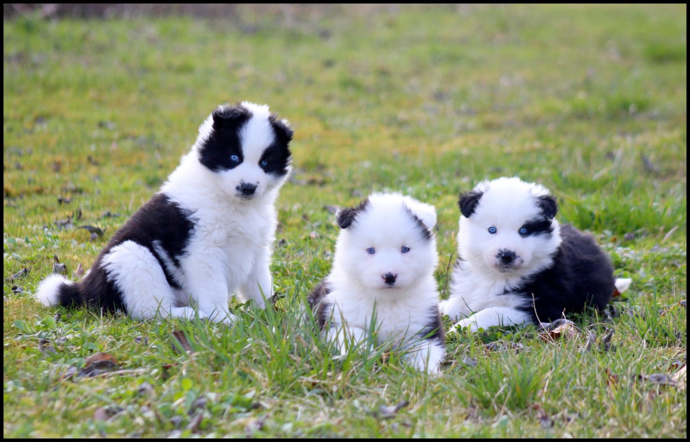 Laika de iakoutie - L'eden Des Shokou