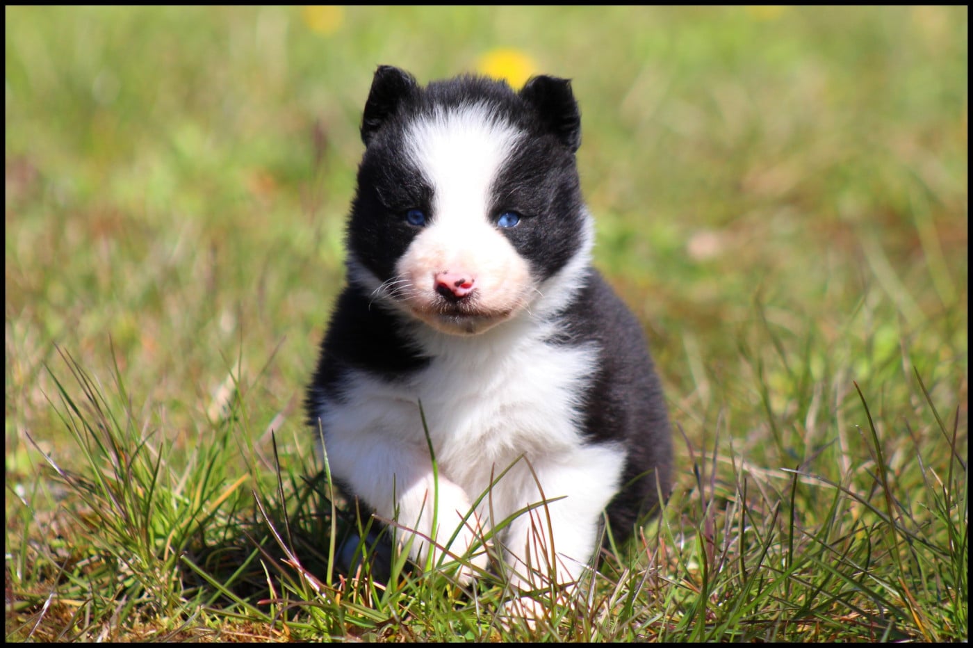 Laika de iakoutie - L'eden Des Shokou