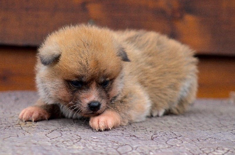 L'Akane no Utsukushi Go