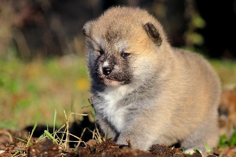 L'Sawada Tsunayoshi Go