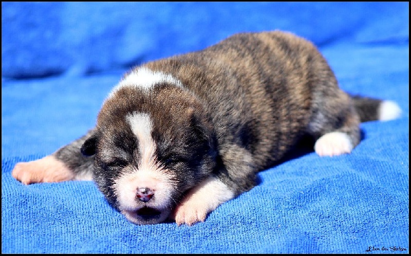 Mâle bringé roux 1