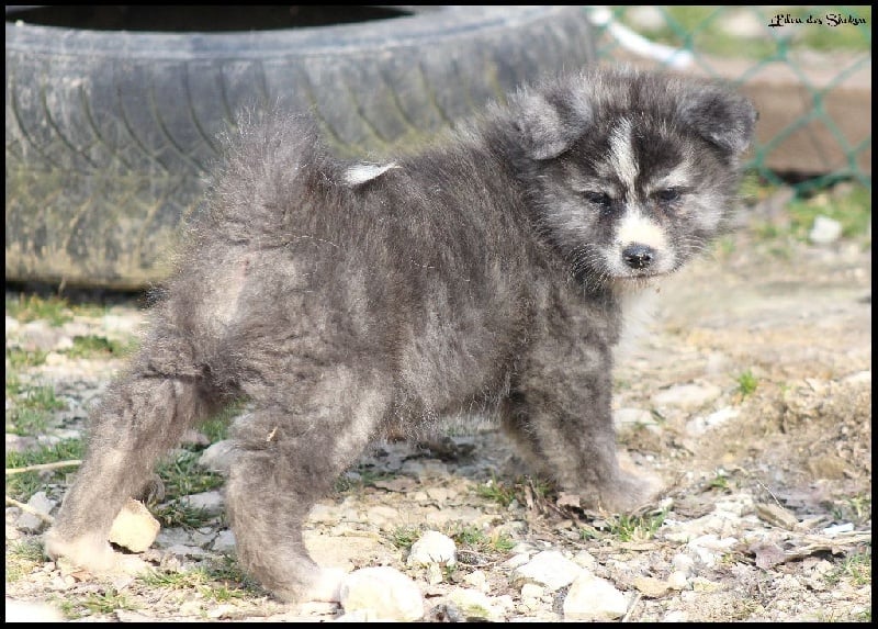 L'Giniro No Fushichou Go