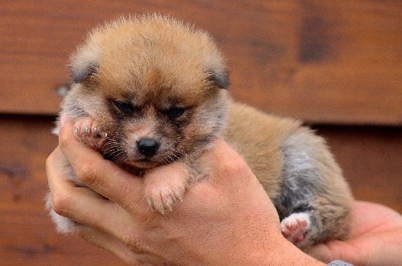 L'Akane no Utsukushi Go