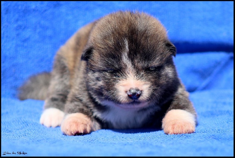 Mâle bringé roux 2