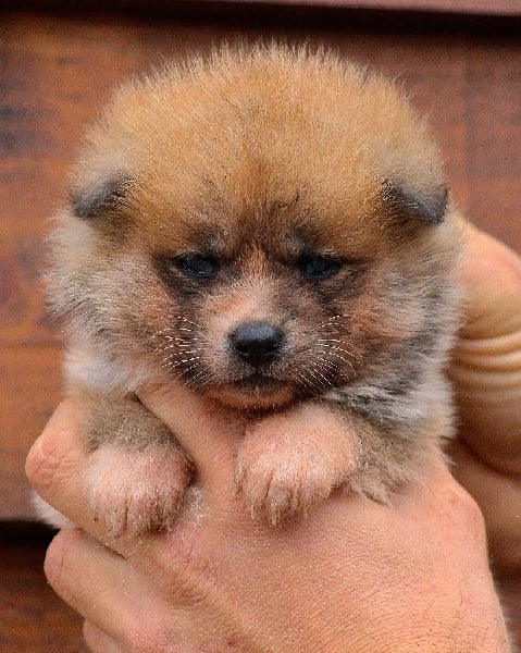 L'Akane no Utsukushi Go