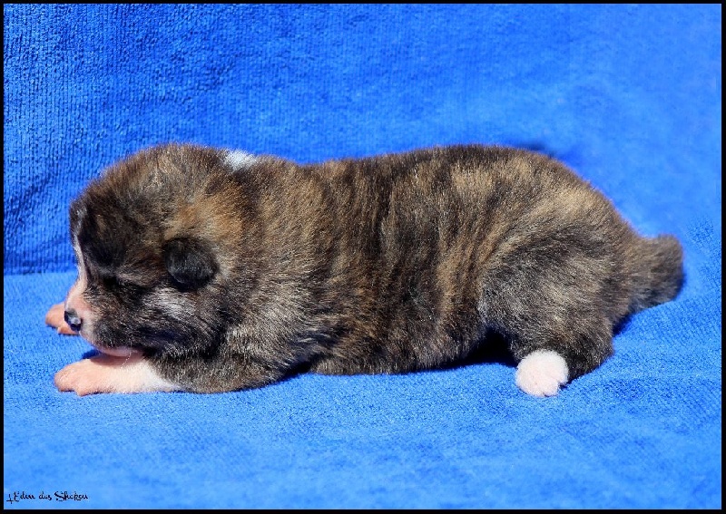 Mâle bringé roux 2