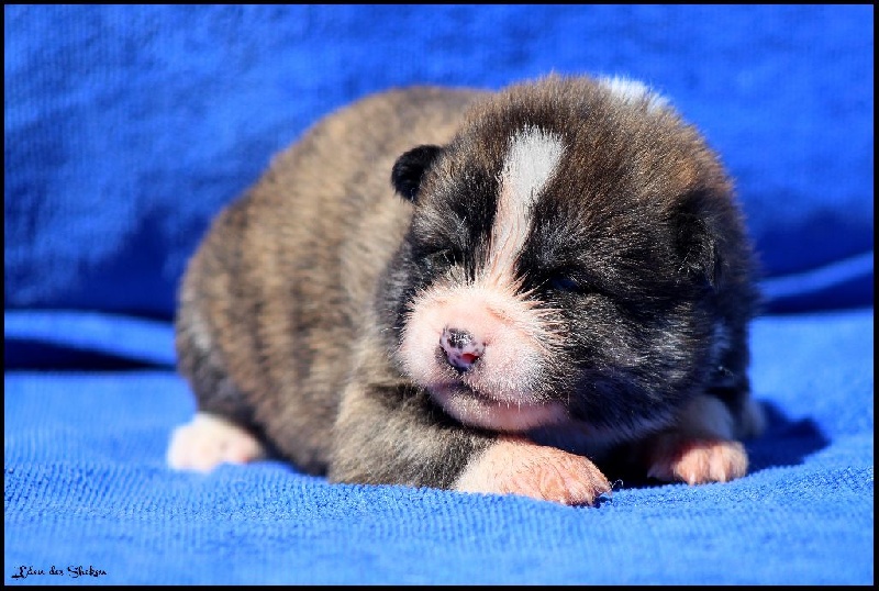 Mâle bringé roux 1