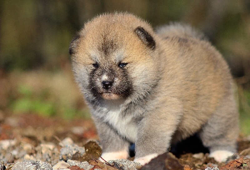 L'Sawada Tsunayoshi Go