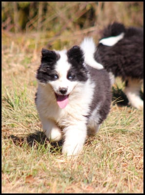 Les chiots de Laika de iakoutie