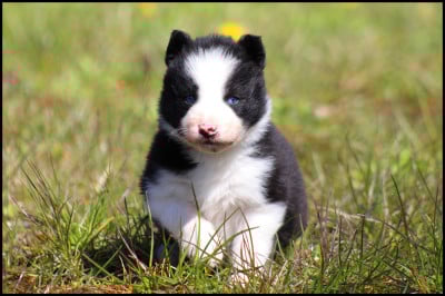 Les chiots de Laika de iakoutie