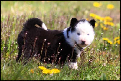 Les chiots de Laika de iakoutie