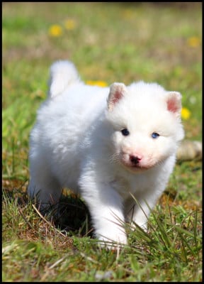 Les chiots de Laika de iakoutie