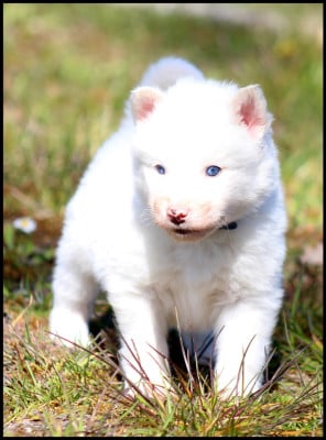Les chiots de Laika de iakoutie