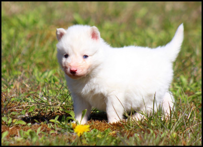 Les chiots de Laika de iakoutie
