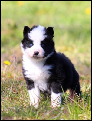 Les chiots de Laika de iakoutie