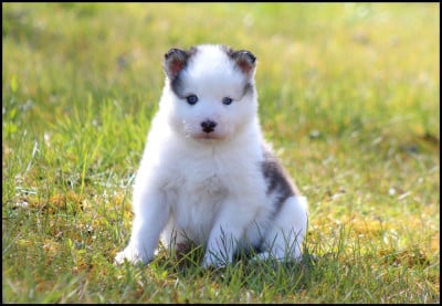 Les chiots de Laika de iakoutie