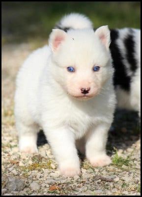 Les chiots de Laika de iakoutie