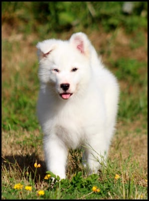 Les chiots de Laika de iakoutie