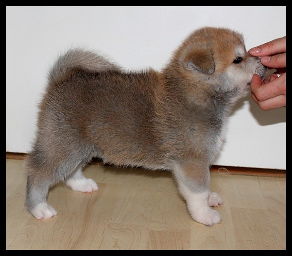 H'Linka Saya No Haruko go