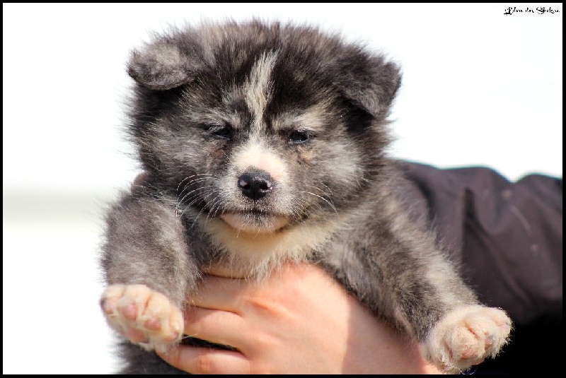 L'Giniro No Fushichou Go