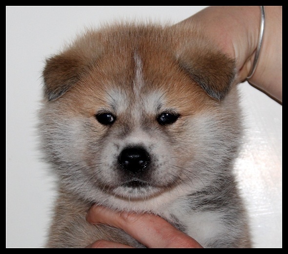 H'Linka Saya No Haruko go