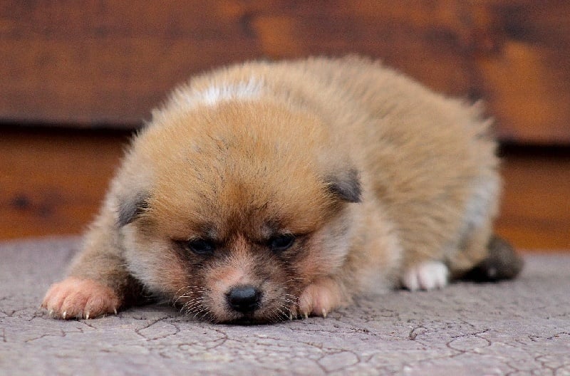 L'Akane no Utsukushi Go