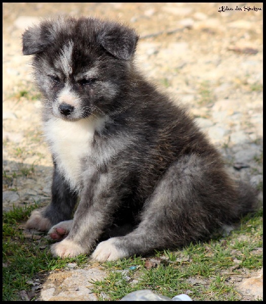 L'Giniro No Fushichou Go