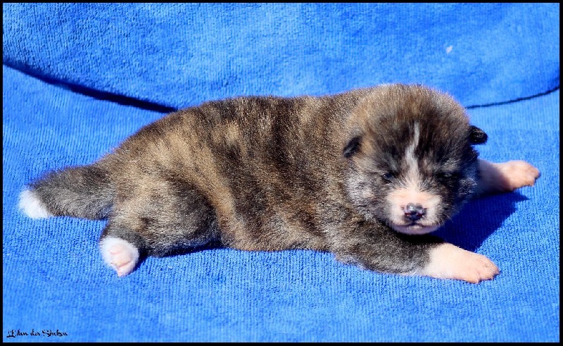 Mâle bringé roux 2