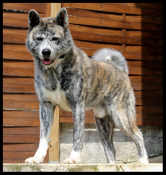 Accueil Elevage Leden Des Shokou Eleveur De Chiens Akita