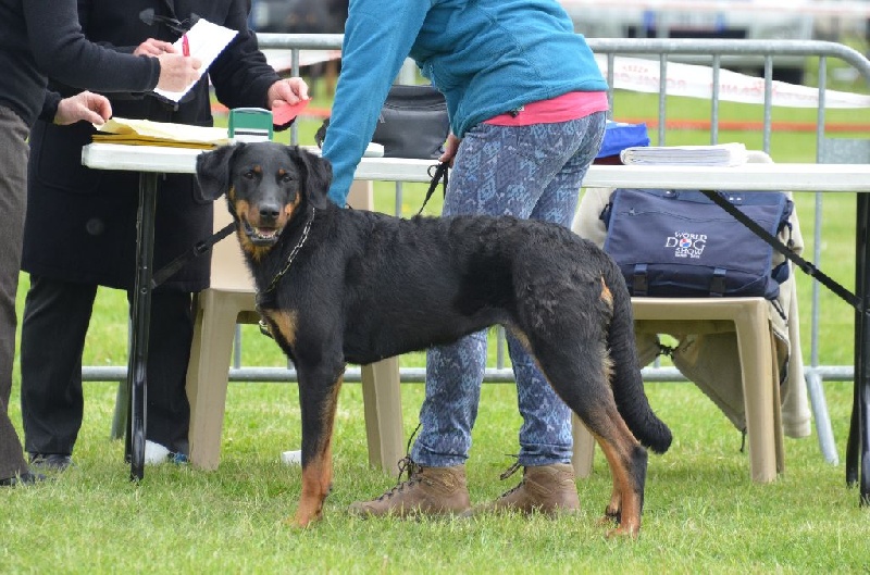 Jyalla de la Nuit sans Lune - Excellent plus, cotation 4