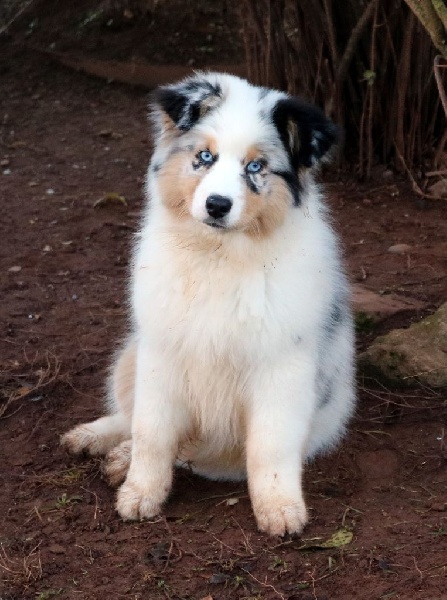 Publication : du Duncallipsy