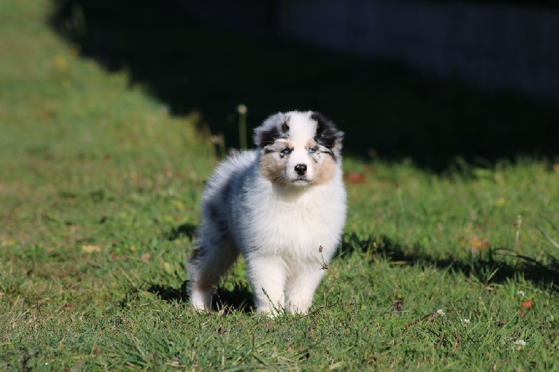 Publication : du Duncallipsy