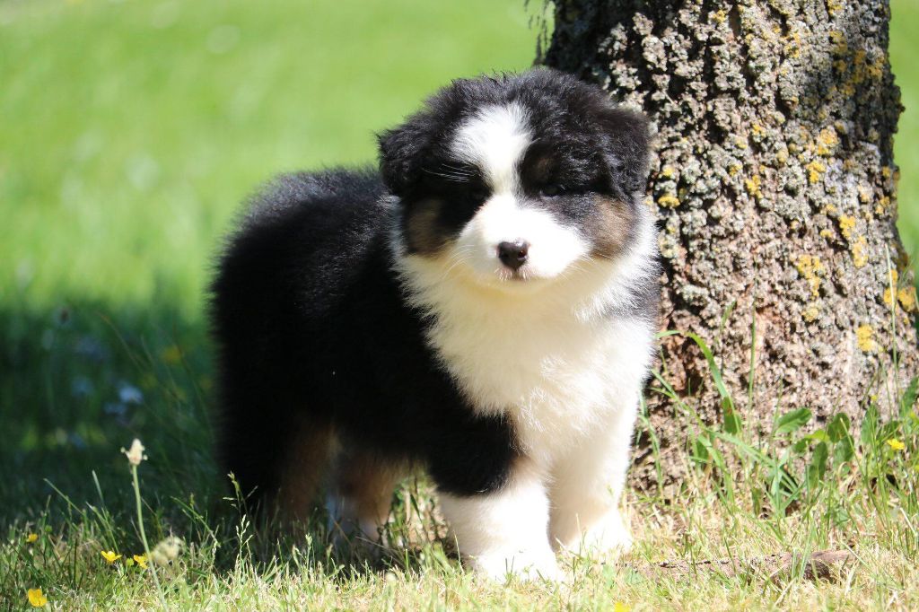 Publication : du Duncallipsy