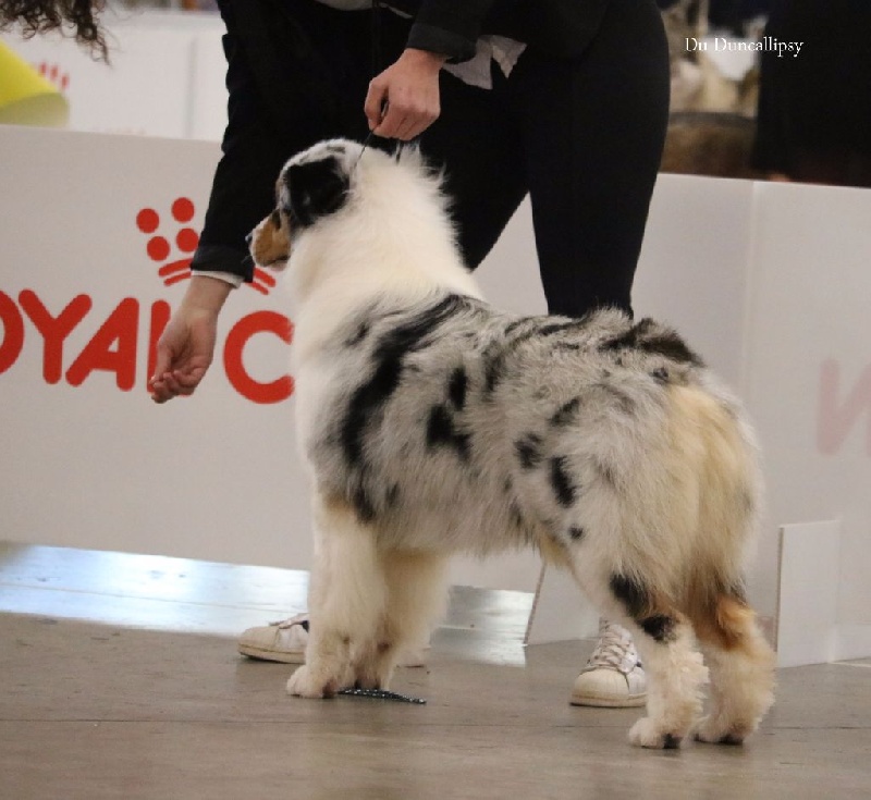 Publication : du Duncallipsy