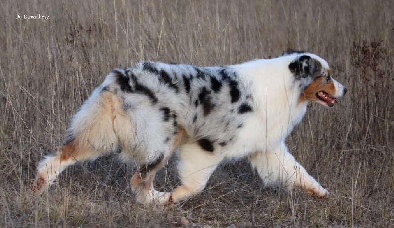 Publication : du Duncallipsy