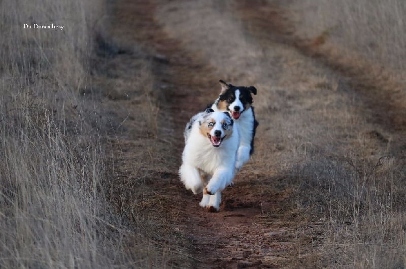 Publication : du Duncallipsy