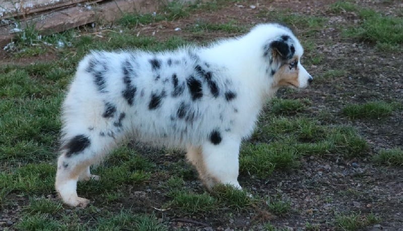 Publication : du Duncallipsy