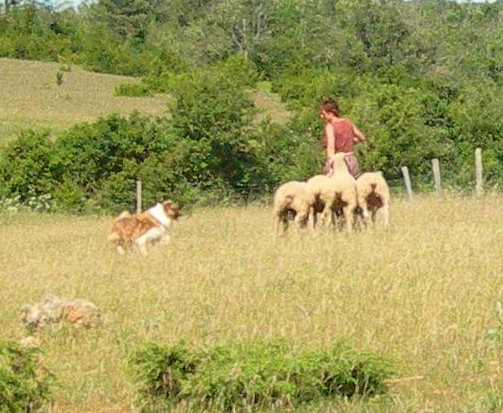 Publication : du Duncallipsy Auteur : Sebe Myriam