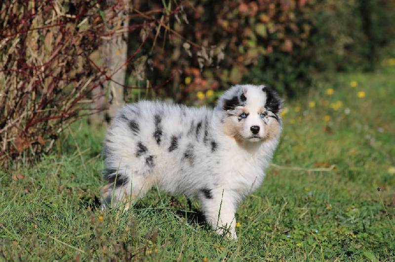 Publication : du Duncallipsy