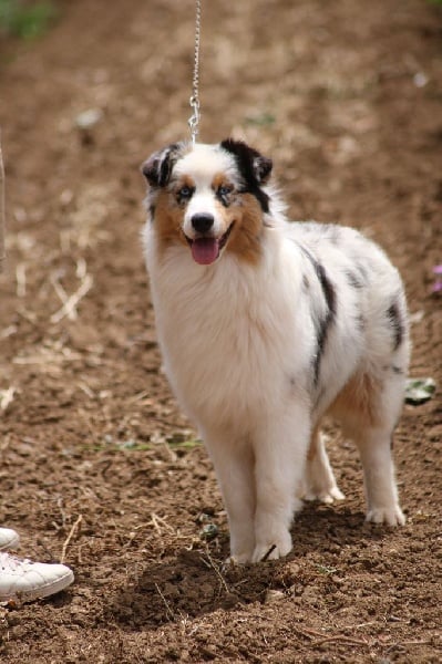 Publication : du Duncallipsy