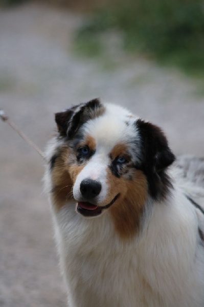 Publication : du Duncallipsy