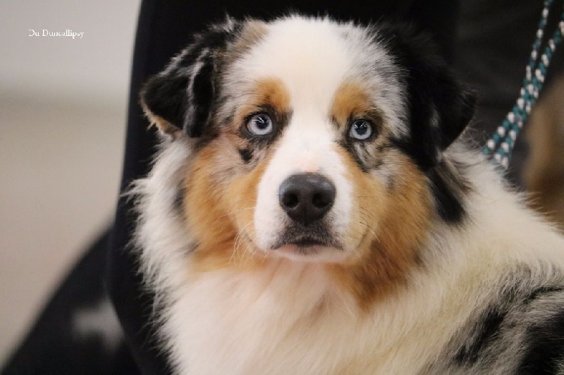 Publication : du Duncallipsy