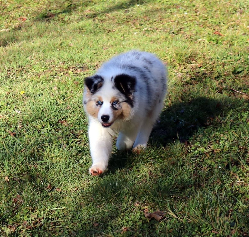 Publication : du Duncallipsy