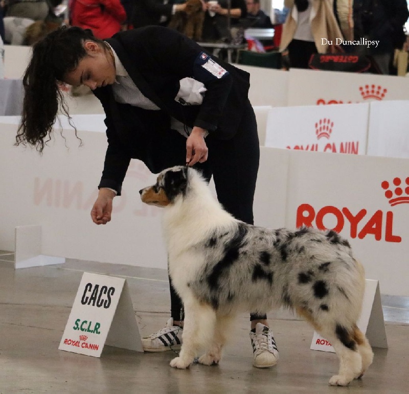 Publication : du Duncallipsy