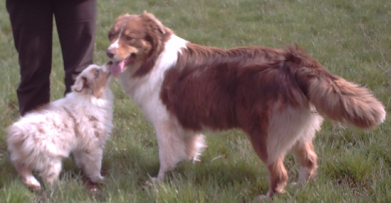 Publication : du Duncallipsy Auteur : Sebe Myriam