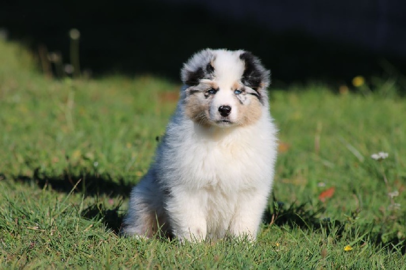 Publication : du Duncallipsy