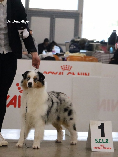 Publication : du Duncallipsy