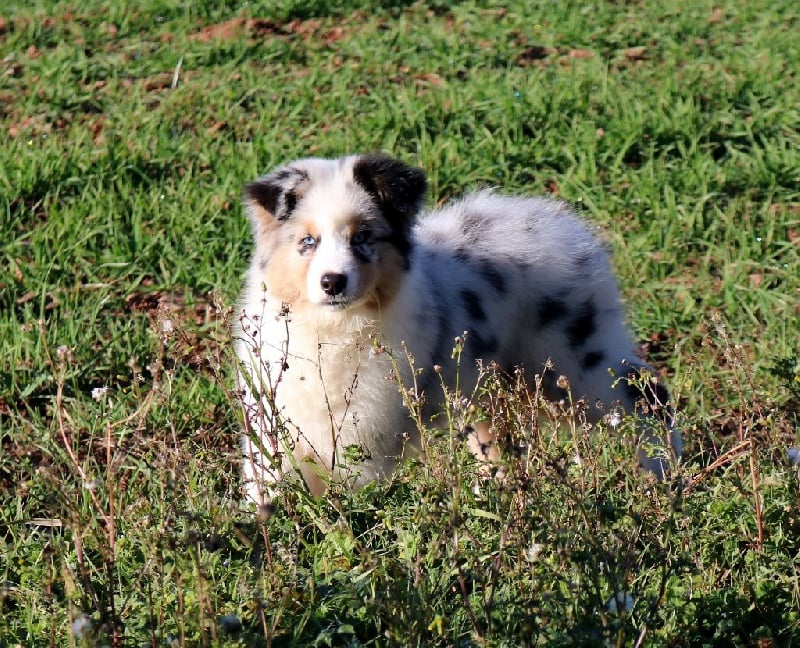 Publication : du Duncallipsy