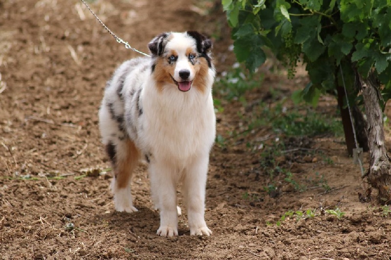 Publication : du Duncallipsy